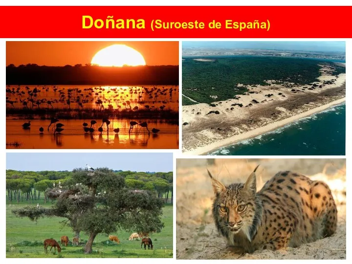 Doñana (Suroeste de España)