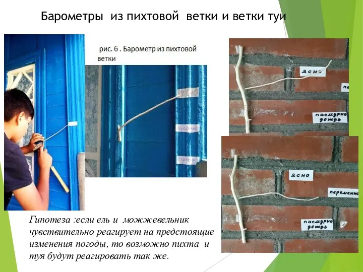 Барометры из пихтовой ветки и ветки туи Гипотеза :если ель и можжевельник