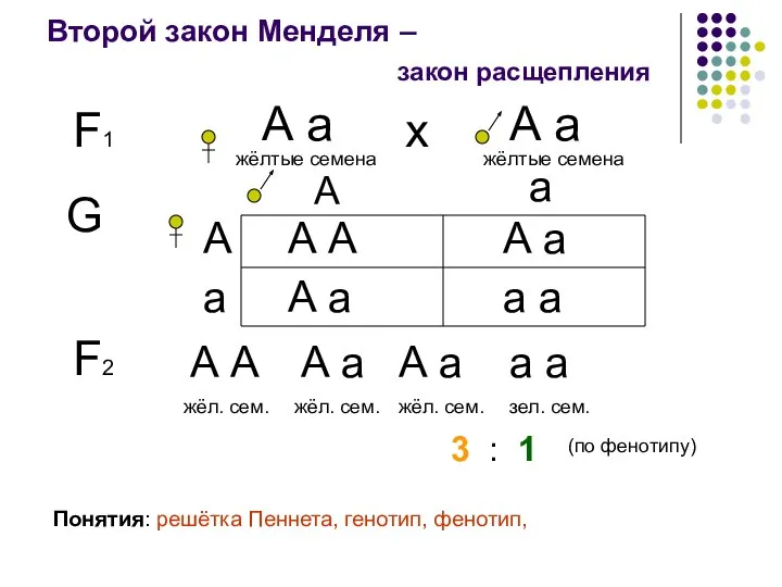 Второй закон Менделя – F1 А а жёлтые семена закон расщепления А