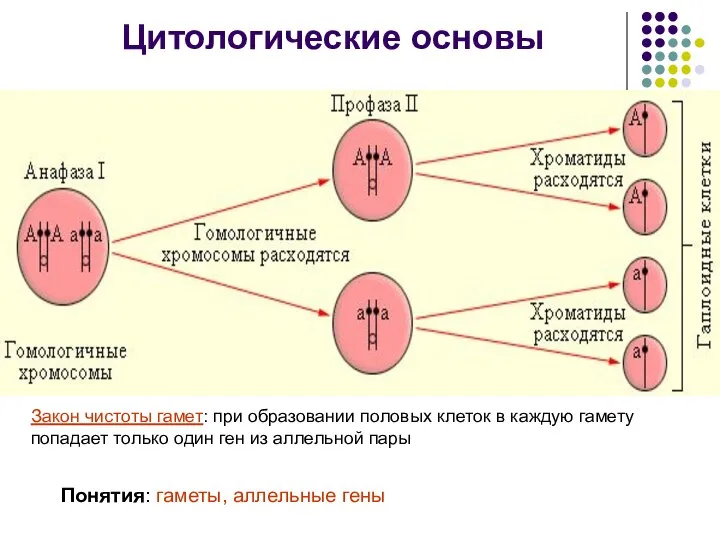 Цитологические основы Понятия: гаметы, аллельные гены Закон чистоты гамет: при образовании половых