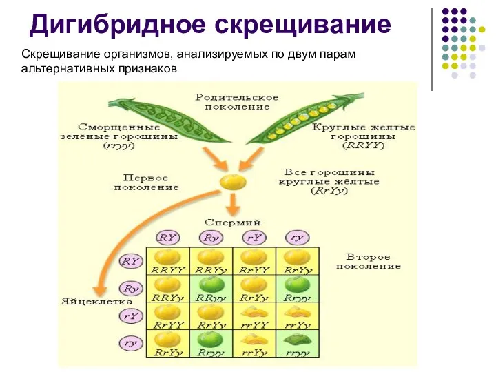 Дигибридное скрещивание Скрещивание организмов, анализируемых по двум парам альтернативных признаков