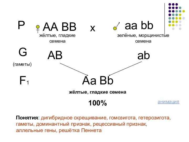 Р АА ВВ аа bb х жёлтые, гладкие семена зелёные, морщинистые семена