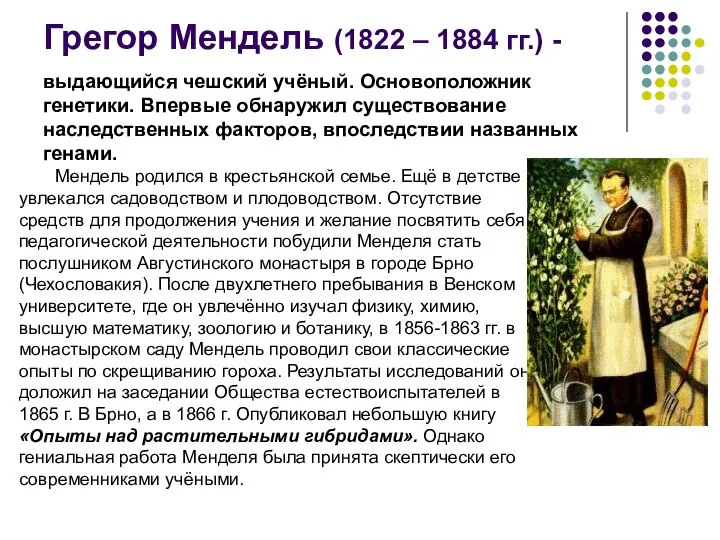 Грегор Мендель (1822 – 1884 гг.) - выдающийся чешский учёный. Основоположник генетики.