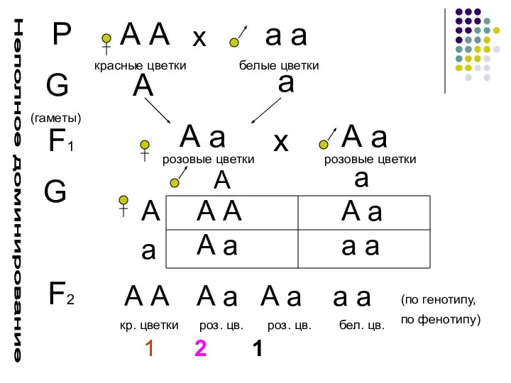 Р А А а а х красные цветки белые цветки G (гаметы)