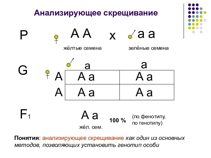 Анализирующее скрещивание Р А А жёлтые семена а а зелёные семена х