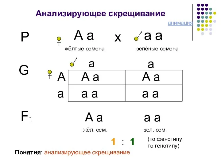 Анализирующее скрещивание Р А а жёлтые семена а а зелёные семена х