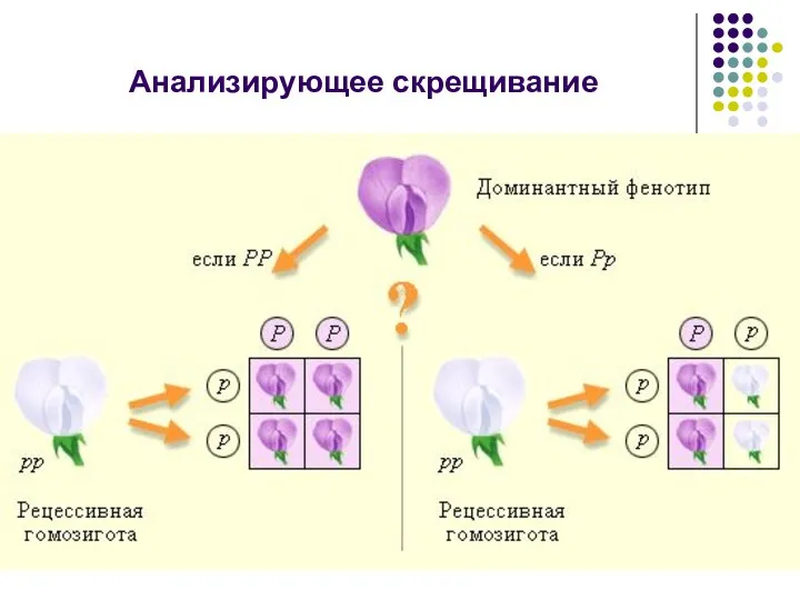 Анализирующее скрещивание