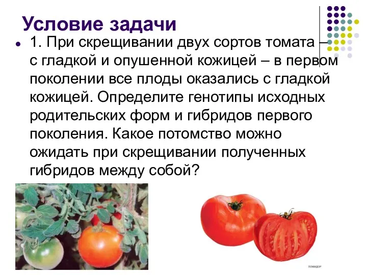 Условие задачи 1. При скрещивании двух сортов томата – с гладкой и