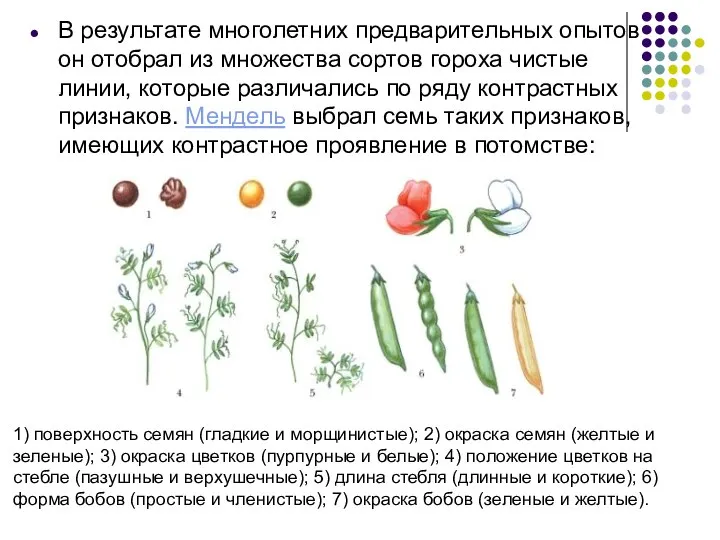 В результате многолетних предварительных опытов он отобрал из множества сортов гороха чистые