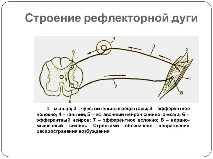 Строение рефлекторной дуги 1 – мышца; 2 – чувствительные рецепторы; 3 –