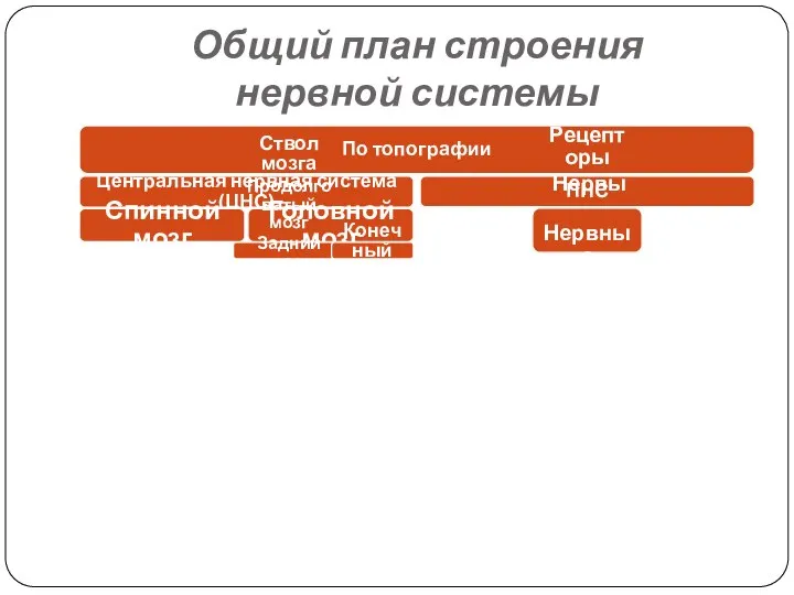 Общий план строения нервной системы По топографии Центральная нервная система (ЦНС) Спинной