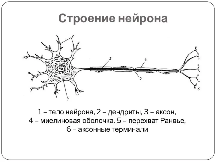 Строение нейрона 1 – тело нейрона, 2 – дендриты, 3 – аксон,