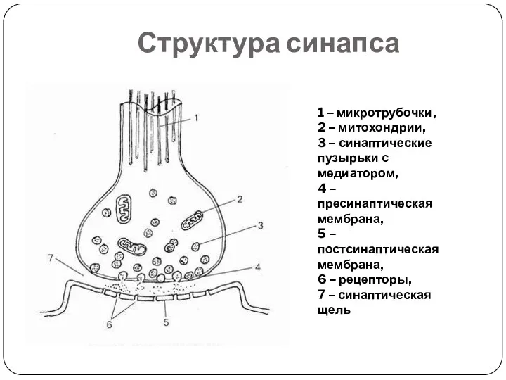 Структура синапса 1 – микротрубочки, 2 – митохондрии, 3 – синаптические пузырьки
