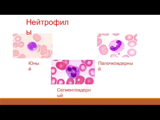 Нейтрофилы Юный Палочкоядерный Сегментоядерный