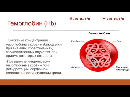 Гемоглобин (Нb) -Снижение концентрации гемоглобина в крови наблюдается при анемиях, кровотечениях, злокачественных