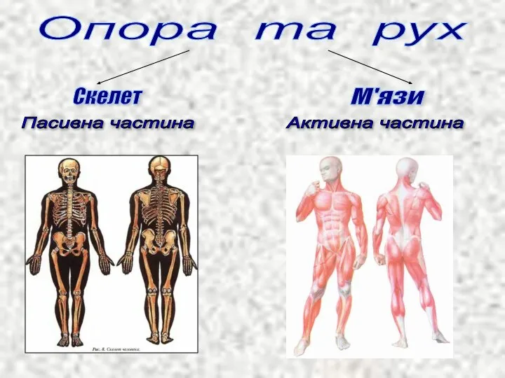 Опора та рух Пасивна частина Активна частина Скелет М'язи