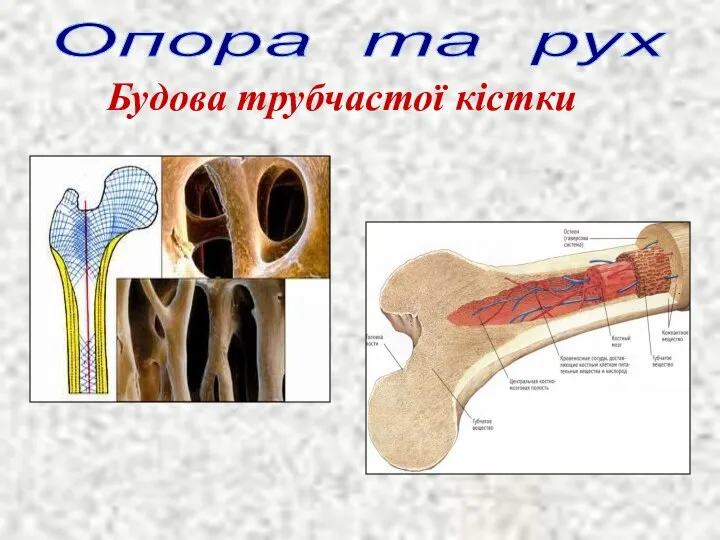 Опора та рух Будова трубчастої кістки