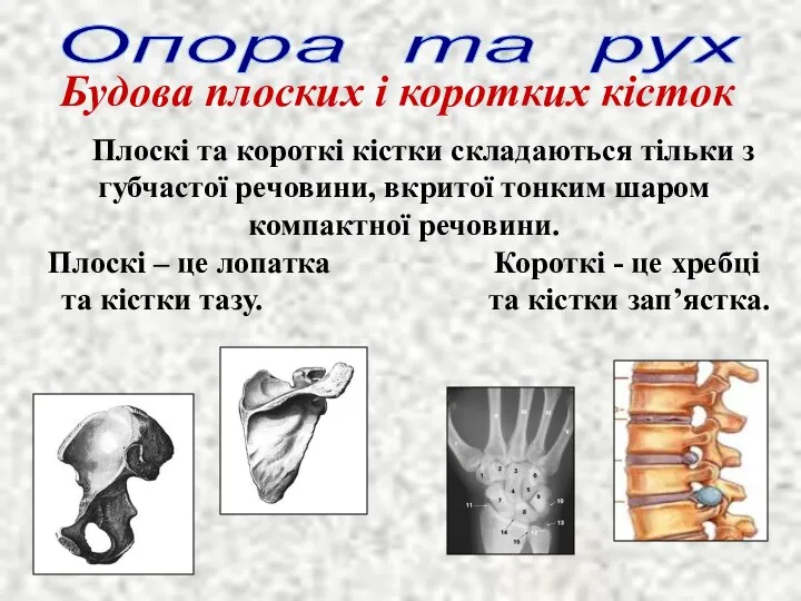 Будова плоских і коротких кісток Опора та рух Плоскі та короткі кістки