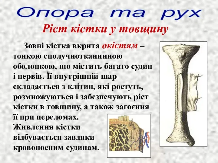 Ріст кістки у товщину Зовні кістка вкрита окістям – тонкою сполучнотканинною оболонкою,