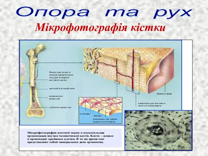 Опора та рух Мікрофотографія кістки