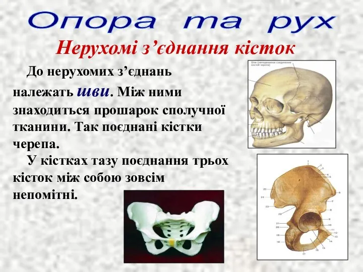 Опора та рух Нерухомі з’єднання кісток До нерухомих з’єднань належать шви. Між