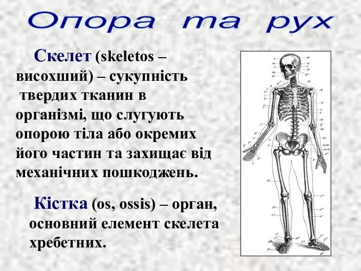 Скелет (skeletos – висохший) – сукупність твердих тканин в організмі, що слугують