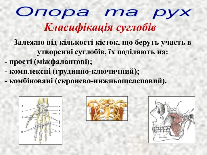 Опора та рух Класифікація суглобів Залежно від кількості кісток, що беруть участь