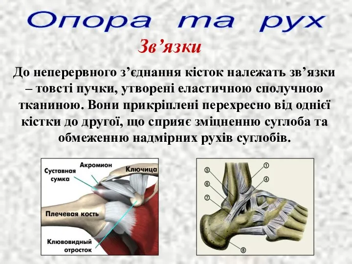 До неперервного з’єднання кісток належать зв’язки – товсті пучки, утворені еластичною сполучною