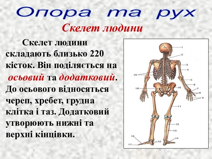 Опора та рух Скелет людини Скелет людини складають близько 220 кісток. Він