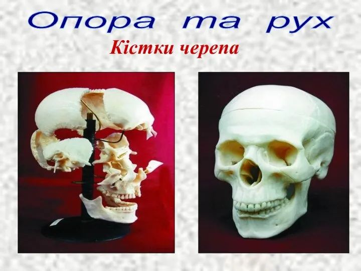 Опора та рух Кістки черепа