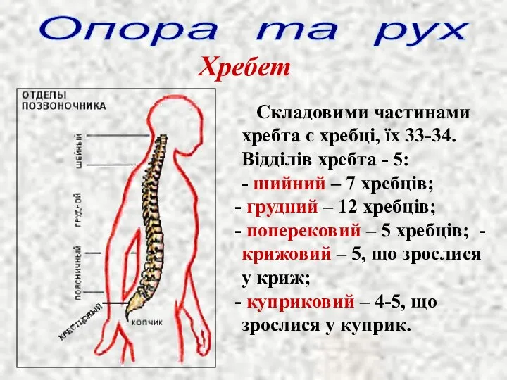 Опора та рух Хребет Складовими частинами хребта є хребці, їх 33-34. Відділів