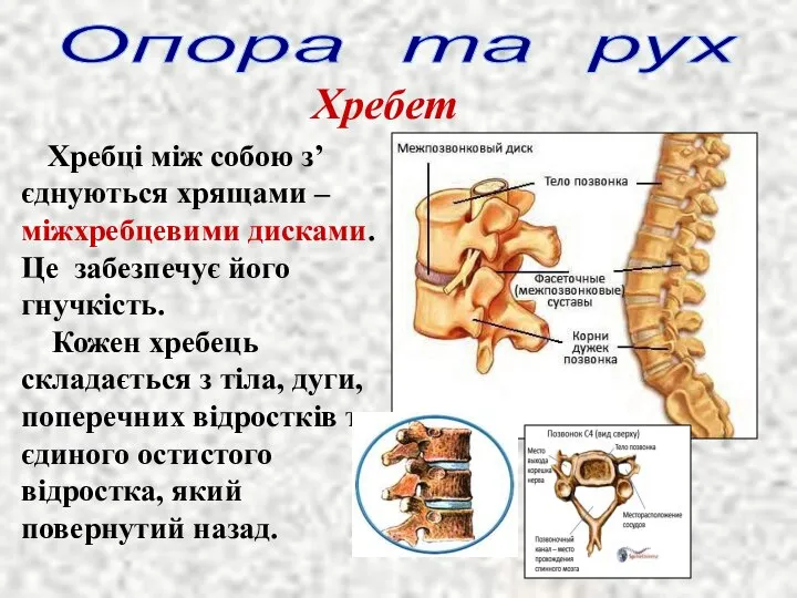 Опора та рух Хребет Хребці між собою з’єднуються хрящами – міжхребцевими дисками.