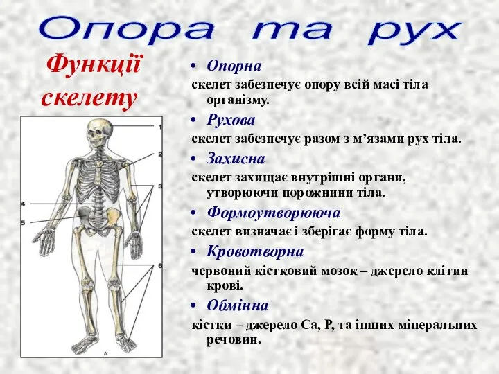 Опорна скелет забезпечує опору всій масі тіла організму. Рухова скелет забезпечує разом