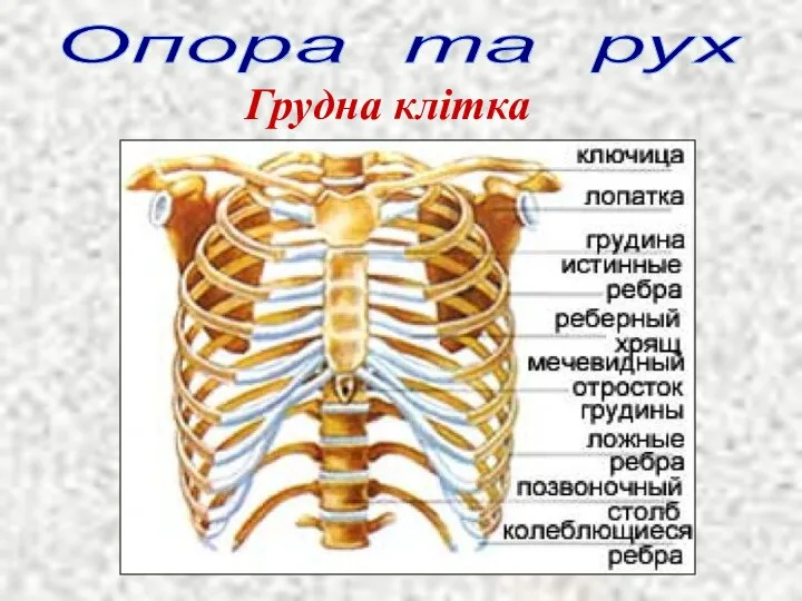 Опора та рух Грудна клітка