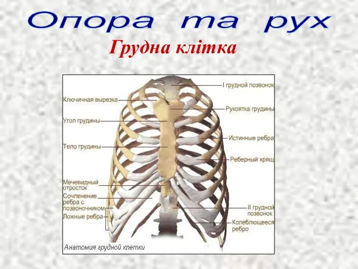 Опора та рух Грудна клітка