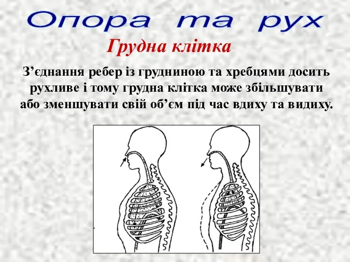 Опора та рух Грудна клітка З’єднання ребер із грудниною та хребцями досить