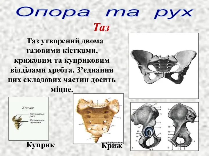 Опора та рух Таз Таз утворений двома тазовими кістками, крижовим та куприковим