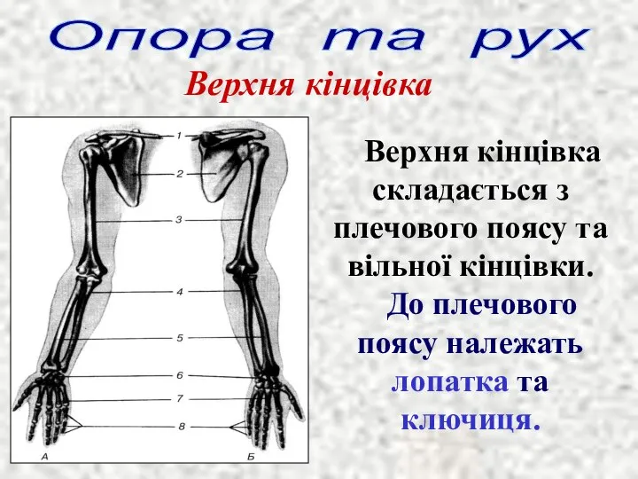 Опора та рух Верхня кінцівка Верхня кінцівка складається з плечового поясу та
