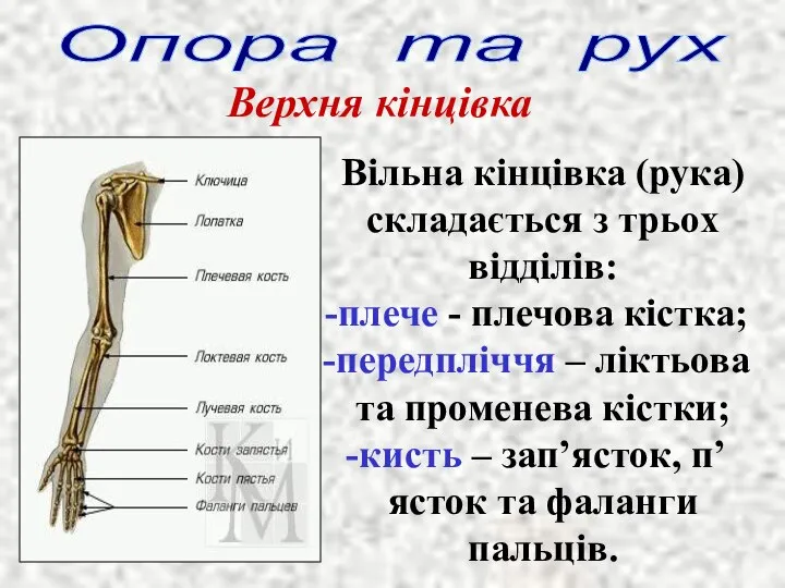 Опора та рух Верхня кінцівка Вільна кінцівка (рука) складається з трьох відділів: