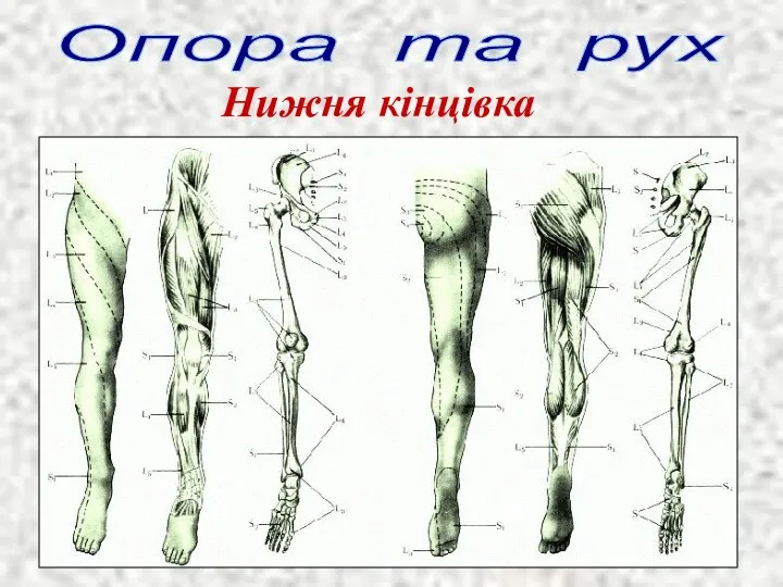 Опора та рух Нижня кінцівка