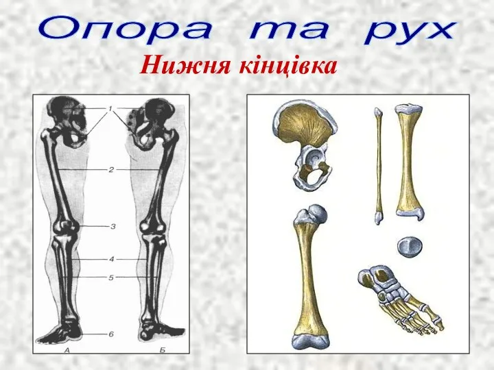 Опора та рух Нижня кінцівка