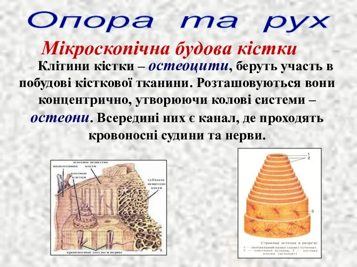 Мікроскопічна будова кістки Опора та рух Клітини кістки – остеоцити, беруть участь