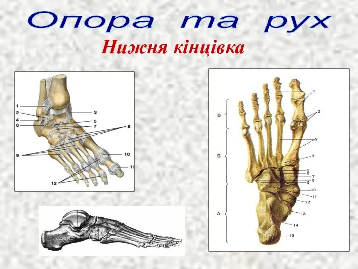 Опора та рух Нижня кінцівка