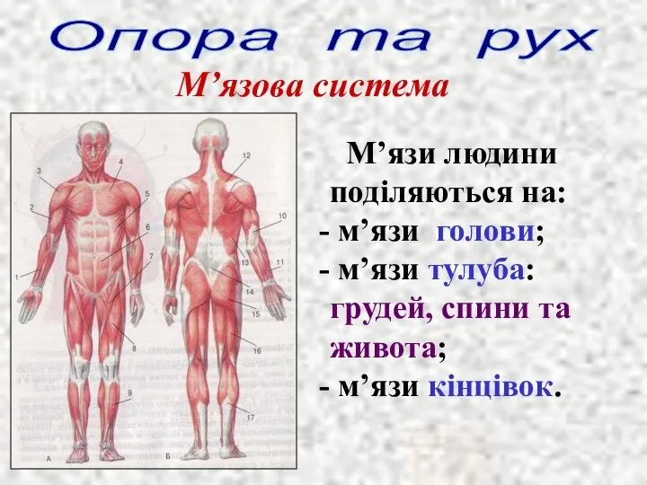 Опора та рух М’язова система М’язи людини поділяються на: м’язи голови; м’язи