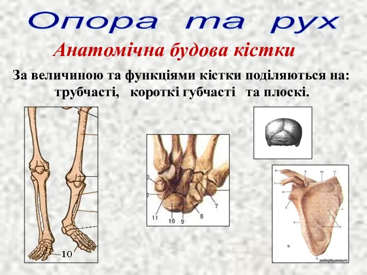 Опора та рух Анатомічна будова кістки За величиною та функціями кістки поділяються