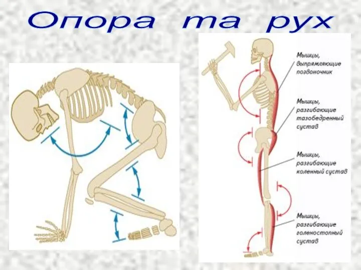 Опора та рух