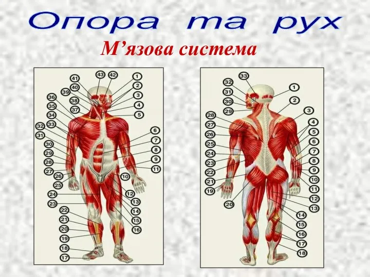 Опора та рух М’язова система