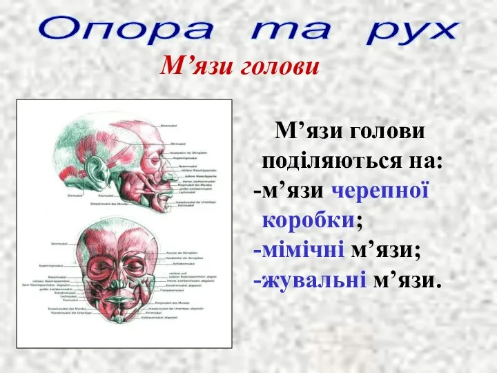 Опора та рух М’язи голови М’язи голови поділяються на: м’язи черепної коробки; мімічні м’язи; жувальні м’язи.