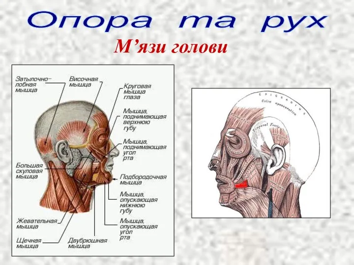 Опора та рух М’язи голови