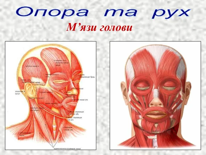 Опора та рух М’язи голови